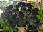 BEGÔNIA BLACK (Begonia rex “Dark Mambo”) - Imagem 1