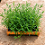 LAVANDA (Lavandula dentata) - Pote 15 - Imagem 4