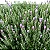 LAVANDA (Lavandula dentata) - Imagem 1