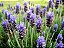 LAVANDA (Lavandula dentata) - Imagem 3