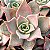 Echeveria Mediba - Imagem 4