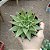 ESTRELA VERDE (Echeveria Agavoides) - Imagem 1