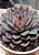 HÉRCULES (Echeveria hercules) - Imagem 1