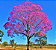 IPÊ ROSA (Handroanthus heptaphyllus) - Até 30 cm - Imagem 1