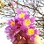 IPÊ ROSA (Handroanthus heptaphyllus) - Até 30 cm - Imagem 2