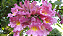 IPÊ ROSA (Handroanthus heptaphyllus) - Até 30 cm - Imagem 4