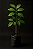 IPÊ ROSA (Handroanthus heptaphyllus) - Até 30 cm - Imagem 3