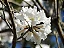 IPÊ BRANCO (Handroanthus roseoalbus) - Imagem 2