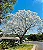 IPÊ BRANCO (Handroanthus roseoalbus) - Imagem 1
