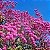 IPÊ ROXO BOLA (Handroanthus impetiginosus) - Muda com até 1 metro - Imagem 8