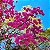 IPÊ ROXO BOLA (Handroanthus impetiginosus) - Muda com até 1 metro - Imagem 11