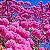 IPÊ ROXO BOLA (Handroanthus impetiginosus) - Muda com até 1 metro - Imagem 9