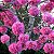 IPÊ ROXO BOLA (Handroanthus impetiginosus) - Muda com até 1 metro - Imagem 2