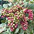 AROEIRA PIMENTEIRA (Schinus terebinthifolius Raddi) - Imagem 1