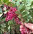 AROEIRA PIMENTEIRA (Schinus terebinthifolius Raddi) - Imagem 6