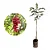 AROEIRA PIMENTEIRA (Schinus terebinthifolius Raddi) - Imagem 3