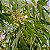 EUCALIPTO CITRIODORA (Corymbia citriodora) - Imagem 2