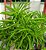 Peperomia ferreyrae - Imagem 3