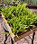 Peperomia ferreyrae - Imagem 2