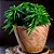 Peperomia ferreyrae - Imagem 4