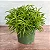 Peperomia ferreyrae - Imagem 1