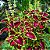 COLÉUS (Coleus scutellarioides) - Imagem 1