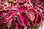COLÉUS (Coleus scutellarioides) - Imagem 3