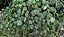 COLAR DE TARTARUGA (Peperomia prostrata) - Imagem 2