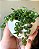 COLAR DE TARTARUGA (Peperomia prostrata) - Imagem 1