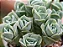 Graptoveira ‘Lovely Rose’ - Imagem 3