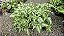 SAMAMBAIA PRATA (Pteris cretica 'Albolineata') - Pote 15 - Imagem 4
