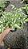 SAMAMBAIA PRATA (Pteris cretica 'Albolineata') - Pote 15 - Imagem 5