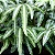 SAMAMBAIA PRATA (Pteris cretica 'Albolineata') - Pote 11 - Imagem 1