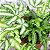 SAMAMBAIA PRATA (Pteris cretica 'Albolineata') - Pote 11 - Imagem 3
