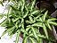 SAMAMBAIA PRATA (Pteris cretica 'Albolineata') - Pote 11 - Imagem 4