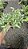 SAMAMBAIA PRATA (Pteris cretica 'Albolineata') - Pote 15 - Imagem 7