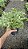 SAMAMBAIA PRATA (Pteris cretica 'Albolineata') - Pote 15 - Imagem 9