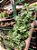 SAMAMBAIA PRATA (Pteris cretica 'Albolineata') - Pote 11 - Imagem 2