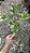 FILODENDRO ONDULADO (Thaumatophyllum undulatum) - Muda com até 60 cm - Imagem 4