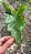 FILODENDRO ONDULADO (Thaumatophyllum undulatum) - Muda com até 60 cm - Imagem 5