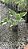 FILODENDRO ONDULADO (Thaumatophyllum undulatum) - Muda com até 60 cm - Imagem 6
