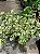 FICUS TRIANGULARIS VARIEGATA - Pote 17 - Imagem 2