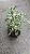 Ficus triangularis variegata - Pote 17 - Imagem 4