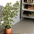 FICUS TRIANGULARIS VARIEGATA - Pote 17 - Imagem 1