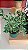 Ficus triangularis variegata - Pote 17 - Imagem 5