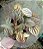 PEPEROMIA CAPERATA CORES (Peperomia caperata) - Pote 11 - Imagem 5
