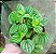 PEPEROMIA CAPERATA CORES (Peperomia caperata) - Pote 11 - Imagem 6