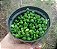 COLAR DE PÉROLAS (Senecio rowleyanus) - P11 - Imagem 1