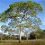 JATOBÁ (Hymenaea courbaril) - Até 30 cm - Imagem 1