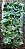 PEPEROMIA MELANCIA (Peperomia argyreia) - P11 - Imagem 2